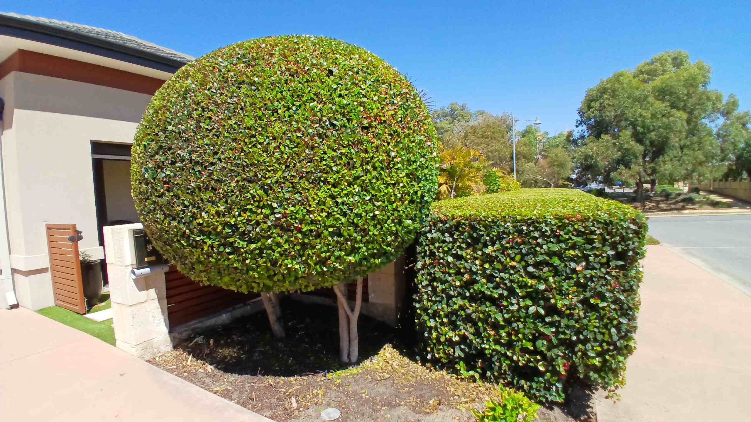 Topiary ball and clipped hedge detail